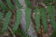 Pteridium pinetorum