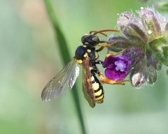Nomada goodeniana