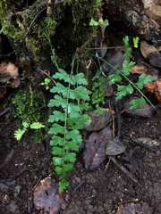 Asplenium praemorsum