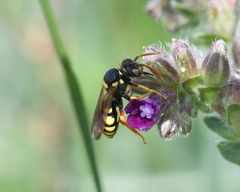 Nomada goodeniana