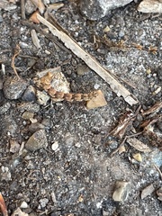 Erannis defoliaria
