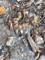 Erannis defoliaria