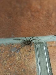 Tegenaria ferruginea