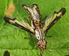 Dorycera grandis