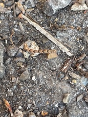 Erannis defoliaria
