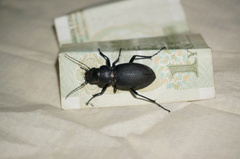 Carabus brandti