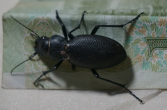 Carabus brandti