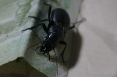 Carabus brandti