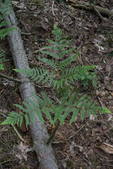 Pteridium pinetorum