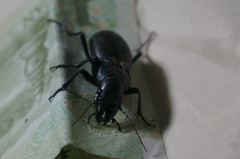 Carabus brandti