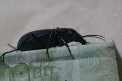 Carabus brandti