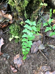 Asplenium praemorsum