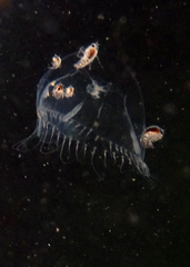 Hyperiidae