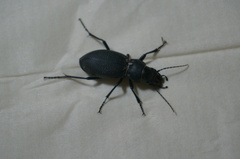 Carabus brandti