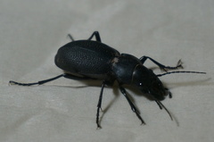 Carabus brandti