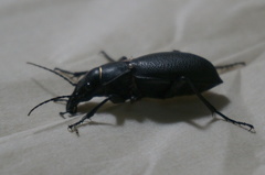 Carabus brandti