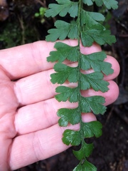Asplenium praemorsum