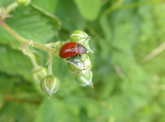 Gonioctena viminalis
