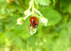 Gonioctena viminalis