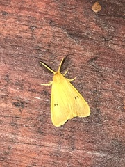 Bracharoa quadripunctata