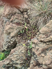 Festuca pallens