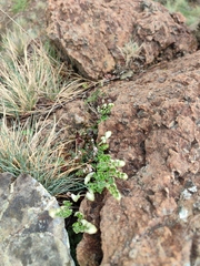 Festuca pallens