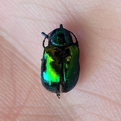 Chrysochus auratus