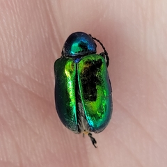 Chrysochus auratus