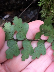 Asplenium praemorsum