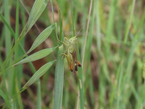 Chorthippus apicalis