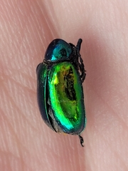 Chrysochus auratus