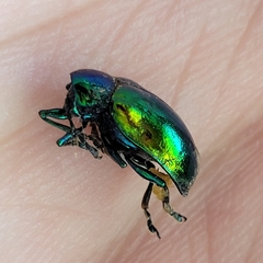Chrysochus auratus