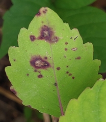 Mycosphaerella impatientis