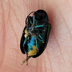 Chrysochus auratus