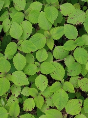 Mycosphaerella impatientis