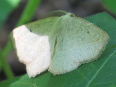 Scopula inductata