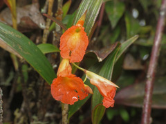 Elleanthus ampliflorus