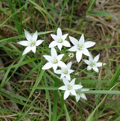 Ornithogalum orthophyllum