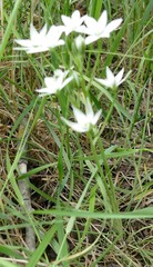 Ornithogalum orthophyllum
