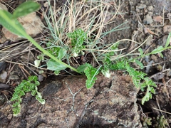 Festuca pallens