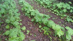 Aconitum septentrionale