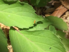 Zelus longipes