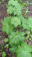 Aconitum septentrionale