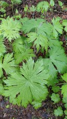 Aconitum septentrionale