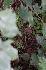 Bufo gargarizans