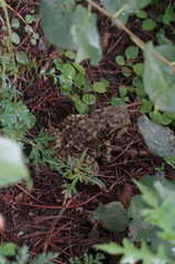 Bufo gargarizans