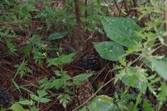 Bufo gargarizans