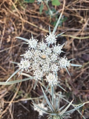 Exoacantha heterophylla
