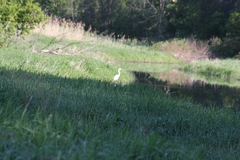 Ardea alba