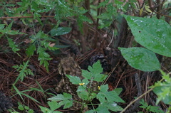 Bufo gargarizans
